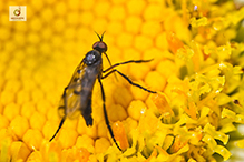 dance fly (Empis clausa)