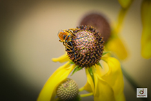 dark-veined longhorn bee