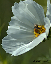 dark-veined longhorn bee