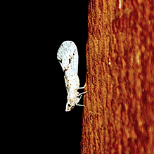 derbid planthopper (Otiocerus francilloni)