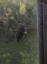 dog day cicada