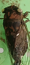 dog day cicada