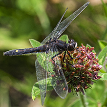 dot-tailed whiteface
