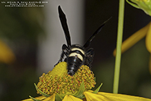 double-banded scoliid wasp