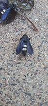double-banded scoliid wasp
