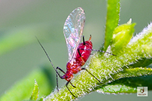 dusky-tailed sunflower aphid