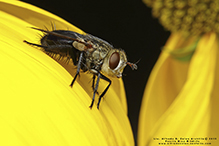 early tachinid fly