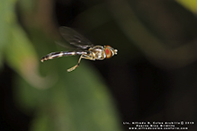 eastern band-winged hover fly