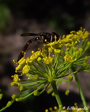 eastern band-winged hover fly