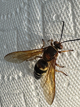 eastern cicada-killer wasp