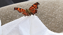 eastern comma