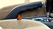 eastern comma