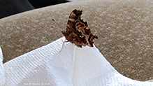 eastern comma