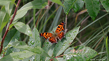 eastern comma