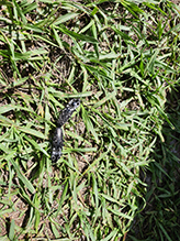 eastern eyed click beetle