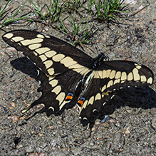 eastern giant swallowtail