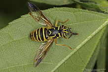 eastern hornet fly