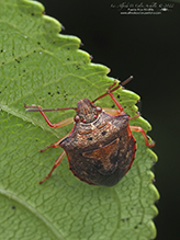 eastern red-rimmed dendrocoris
