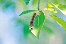 eastern tent caterpillar