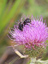 eastern thistle longhorn bee