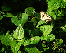 eastern tiger swallowtail
