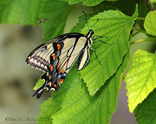 eastern tiger swallowtail