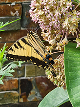 eastern tiger swallowtail