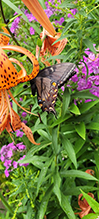 eastern tiger swallowtail
