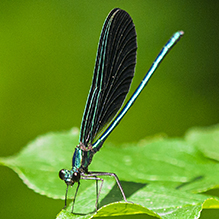 ebony jewelwing