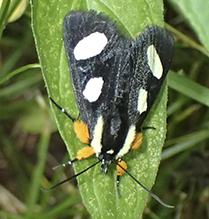 eight-spotted forester moth