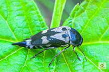 eye-spotted tumbling flower beetle