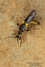 Frison’s soldier beetle