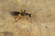 Frison’s soldier beetle