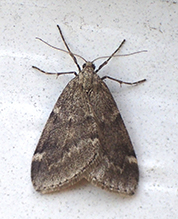 fall cankerworm moth