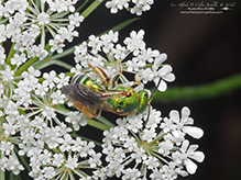 fine striped sweat bee fine striped sweat bee