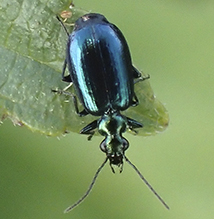flower lebia beetle