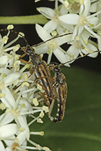flower longhorn beetle (Analeptura lineola)