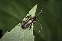 flower longhorn beetle (Brachysomida bivittata)