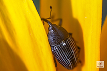 flower weevil (Odontocorynus sp.)