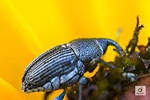 flower weevil (Odontocorynus sp.)