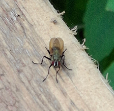 fly (order Diptera)