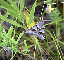 forage looper moth