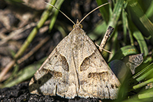 forage looper moth