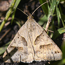 forage looper moth