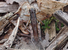 forest locust