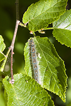 forest tent caterpillar moth