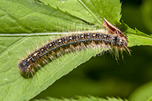 forest tent caterpillar moth