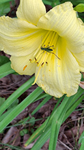 fork-tailed bush katydid