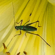 fork-tailed bush katydid