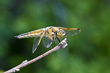 four-spotted skimmer